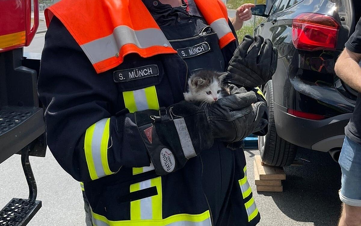 Feuerwehr Kitzingen hält eine gerettete Katze Feuerwehr Kitzingen hält eine gerettete Katze